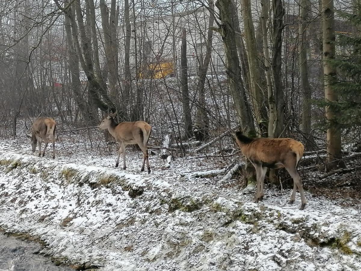 Willa U Kosle 2 Lägenhet Zakopane Exteriör bild